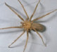 Blankenship Spider