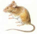 Blankenship Mouse